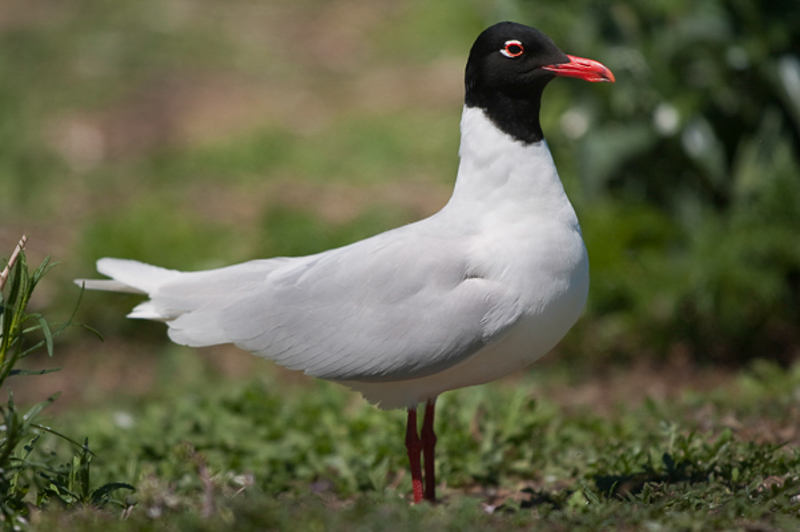 Zwartkopmeeuw